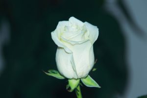Akitiv gegen die Nazis - die Weiße Rose