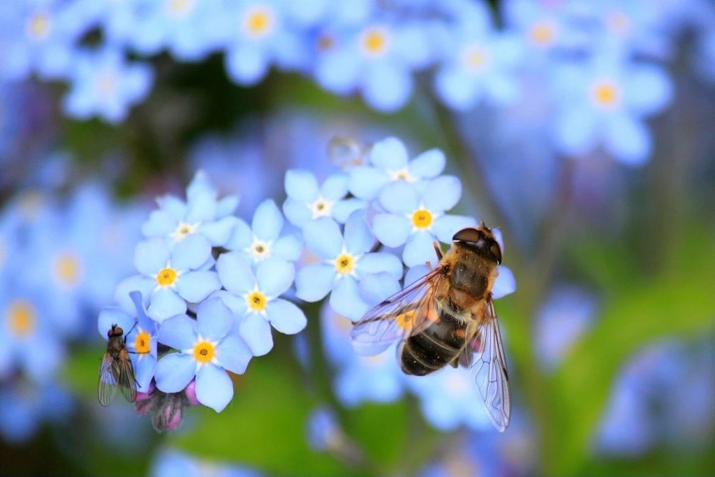 Biodiversität und Artenvielfalt