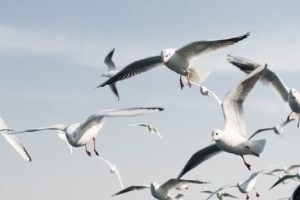 Artenvielfalt bei Vögeln